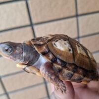 トウブハコガメ（極美イエロー血統）甲長約6,5cm 個体B