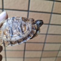トウブハコガメ（極美イエロー血統）甲長約5,5cm 個体A