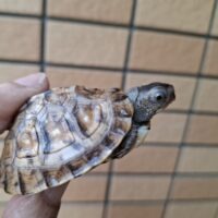 トウブハコガメ（極美イエロー血統）甲長約5,5cm 個体A