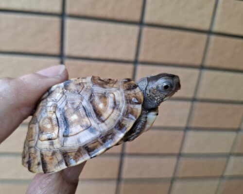 トウブハコガメ（極美イエロー血統）甲長約5,5cm 個体A