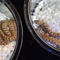 セイブシシバナヘビ（レッドhetアルビノ50％hetセーブル）25CB オス