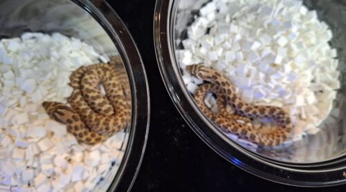 セイブシシバナヘビ（レッドhetアルビノ50％hetセーブル）25CB オス