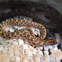 セイブシシバナヘビ（レッドhetアルビノ50％hetセーブル）25CB オス
