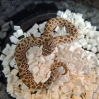 セイブシシバナヘビ（レッドhetアルビノ50％hetセーブル）25CB メス