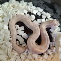 セイブシシバナヘビ（イエティ/スノーコンダ）25CB オス