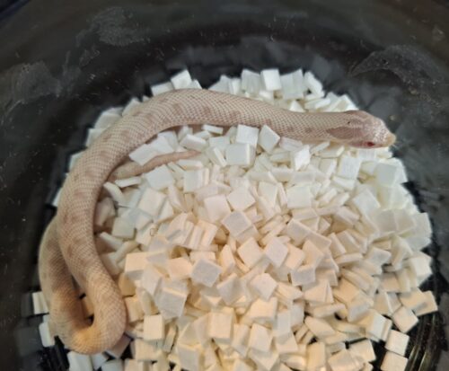 セイブシシバナヘビ（イエティ/スノーコンダ）25CB メス - 画像 (6)