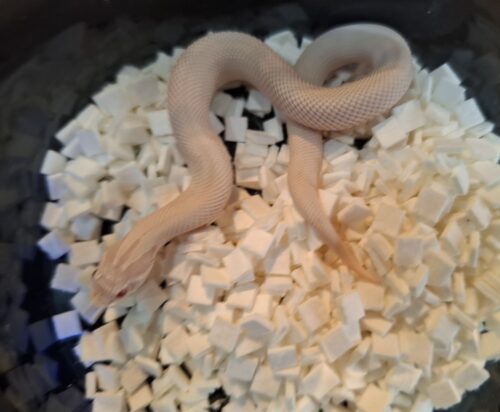 セイブシシバナヘビ（スーパーイエティ/スパースノーコンダ）25CB メス - 画像 (5)