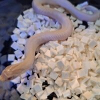 セイブシシバナヘビ（スーパーイエティ/スパースノーコンダ）25CB メス
