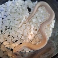 セイブシシバナヘビ（スーパーイエティ/スパースノーコンダ）25CB メス