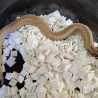 セイブシシバナヘビ（スーパーコンダ66％hetタフィー）25CB メス