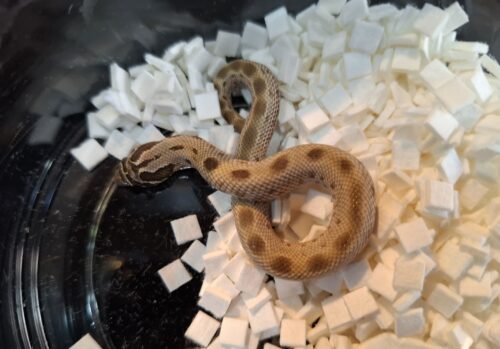 セイブシシバナヘビ（コンダhetアルビノ50％hetセーブル）25CB オス - 画像 (3)