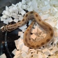 セイブシシバナヘビ（コンダhetアルビノ50％hetセーブル）25CB オス