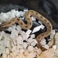 セイブシシバナヘビ（コンダhetアルビノ50％hetセーブル）25CB オス