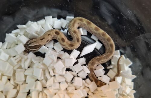 セイブシシバナヘビ（コンダhetアルビノ50％hetセーブル）25CB オス