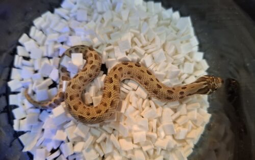 セイブシシバナヘビ（コンダhetアルビノ50％hetセーブル）25CB メス - 画像 (3)
