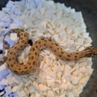 セイブシシバナヘビ（コンダhetアルビノ50％hetセーブル）25CB メス