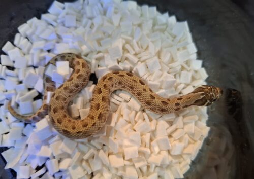 セイブシシバナヘビ（コンダhetアルビノ50％hetセーブル）25CB メス