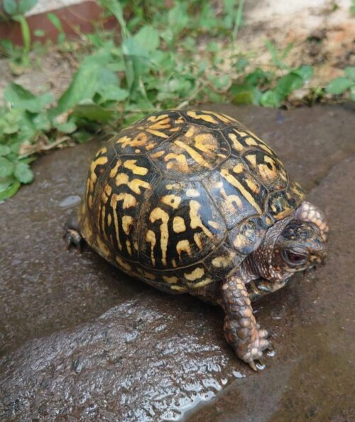 トウブハコガメ（25CB）多甲板 （餌付済） - 画像 (16)