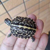 フロリダハコガメ（25CB）