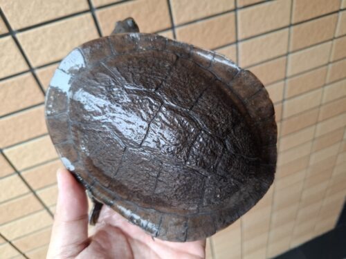 マッコードナガクビガメ（甲長約16cm）オス - 画像 (6)