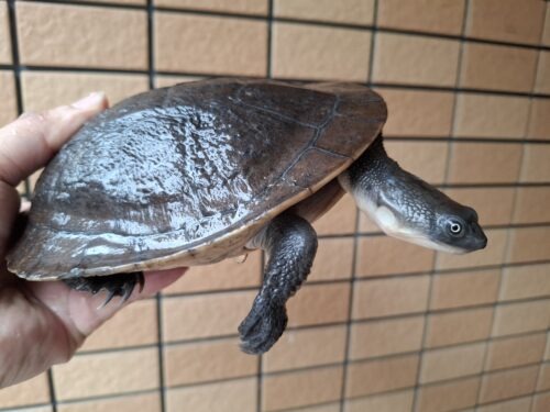 マッコードナガクビガメ（甲長約16cm）オス