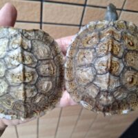 メキシコアカスジヤマガメ（甲長約10cm）