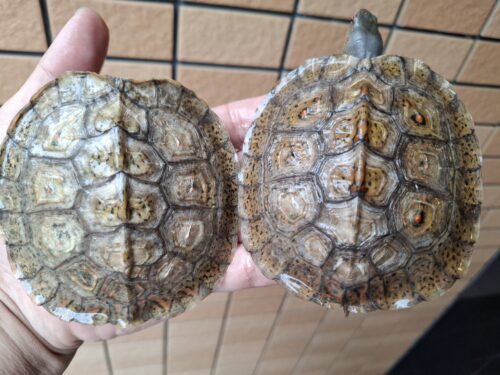 メキシコアカスジヤマガメ（甲長約10cm）