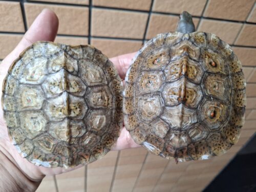 メキシコアカスジヤマガメ（甲長約10cm） - 画像 (9)