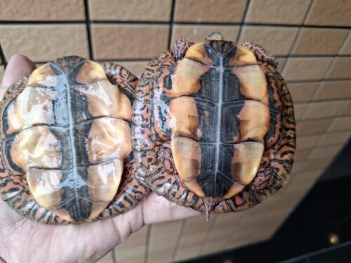 メキシコアカスジヤマガメ（甲長約10cm） - 画像 (10)