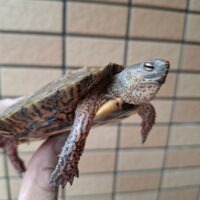 メキシコアカスジヤマガメ（甲長約10cm）