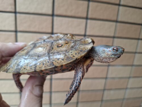 メキシコアカスジヤマガメ（甲長約10cm） - 画像 (3)