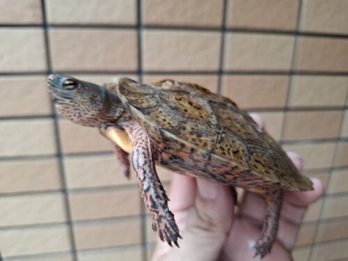 メキシコアカスジヤマガメ（甲長約10cm） - 画像 (5)