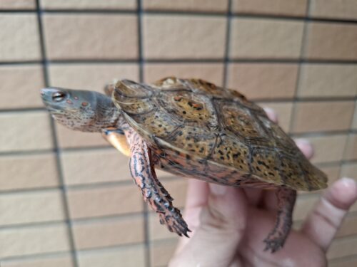 メキシコアカスジヤマガメ（甲長約10cm） - 画像 (4)
