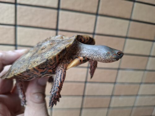 メキシコアカスジヤマガメ（甲長約10cm） - 画像 (6)