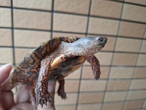 メキシコアカスジヤマガメ（甲長約10cm） - 画像 (7)