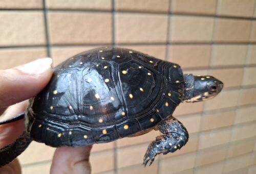 キボシイシガメ（甲長約87mm）産卵経験あり　メス - 画像 (9)