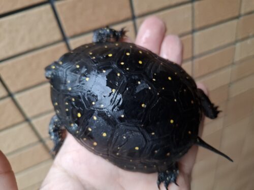 キボシイシガメ（甲長約87mm）産卵経験あり　メス - 画像 (8)