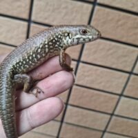 フレーリーイワトカゲ（24CB）