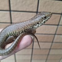 フレーリーイワトカゲ（24CB）
