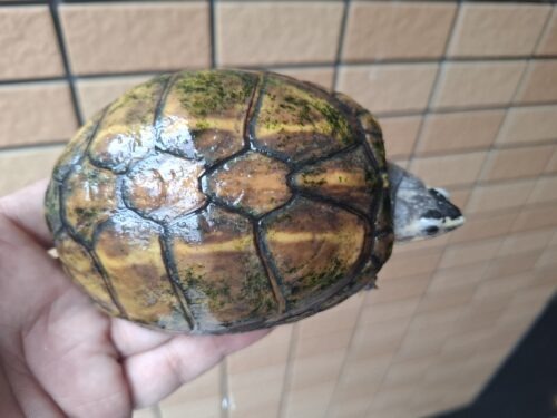 ミスジドロガメ（甲長約10,5cm）WC　メス - 画像 (8)
