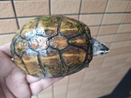 ミスジドロガメ（甲長約10,5cm）WC　メス - 画像 (4)