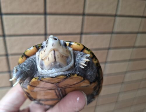 ミスジドロガメ（甲長約10,5cm）WC　メス - 画像 (9)