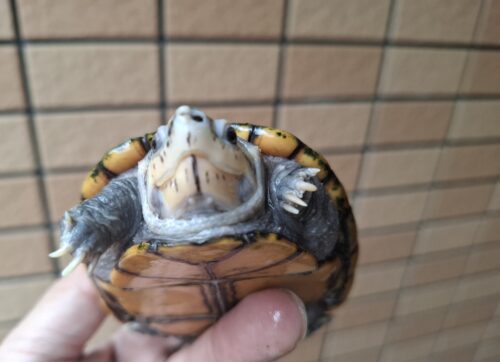 ミスジドロガメ（甲長約10,5cm）WC　メス - 画像 (7)