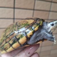 ミスジドロガメ（甲長約10,5cm）WC　メス