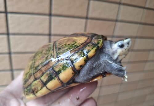 ミスジドロガメ（甲長約10,5cm）WC　メス - 画像 (2)