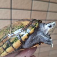 ミスジドロガメ（甲長約10,5cm）WC　メス