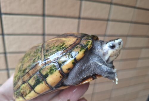 ミスジドロガメ（甲長約10,5cm）WC　メス