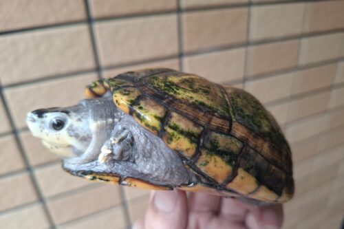 ミスジドロガメ（甲長約10,5cm）WC　メス - 画像 (3)