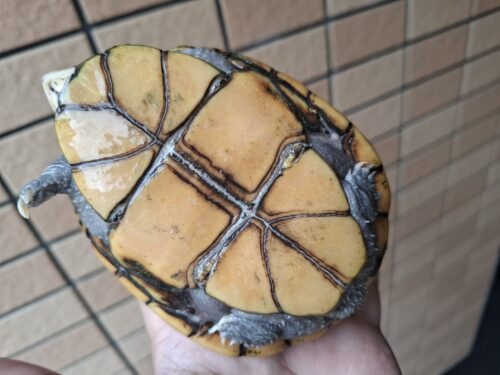 ミスジドロガメ（甲長約10,5cm）WC　メス - 画像 (11)