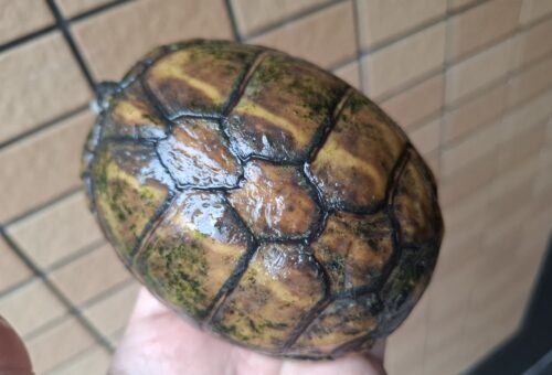 ミスジドロガメ（甲長約10,5cm）WC　メス - 画像 (6)